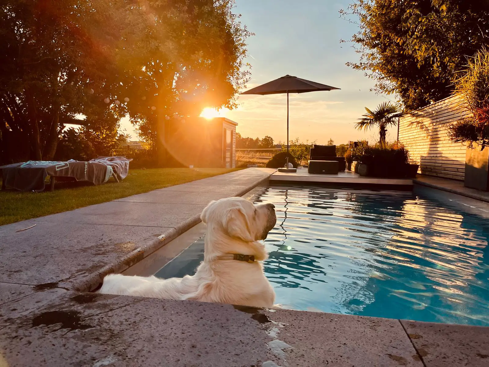 hund im pool